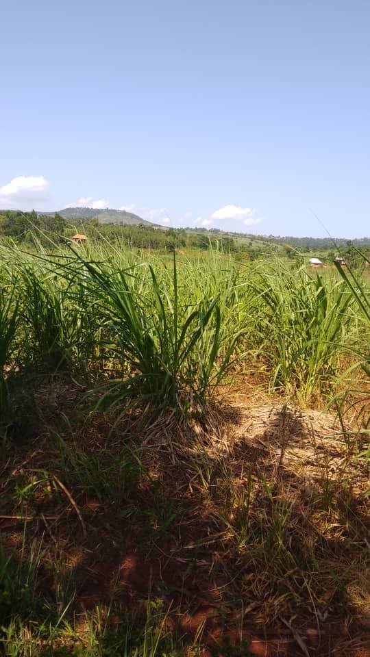 2 Acres of Land for Sale in Nakabango, Jinja
