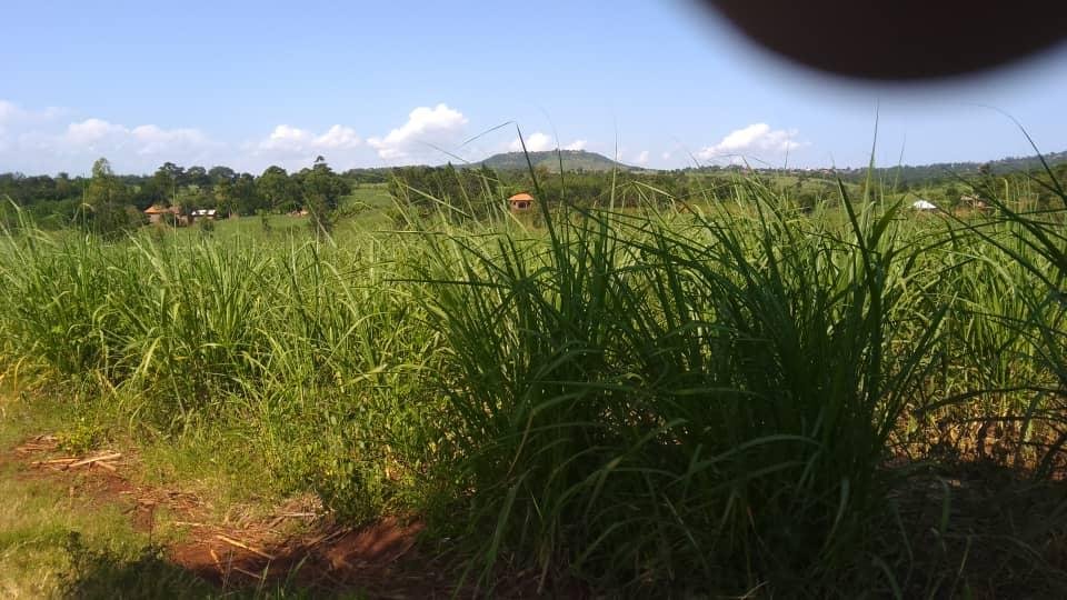 2 Acres of Land for Sale in Nakabango, Jinja